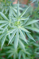 Marijuana Plant