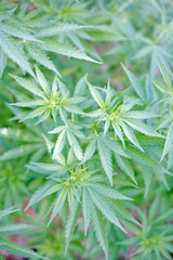 Marijuana Plant