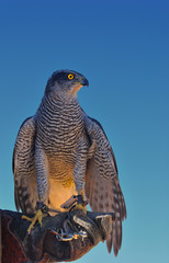 Halcon de cetreria en mano