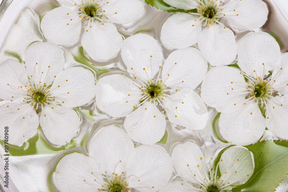 Wall mural spring flowers of sakura in water