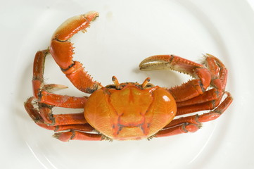 Crab