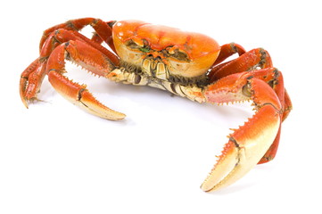 Crab