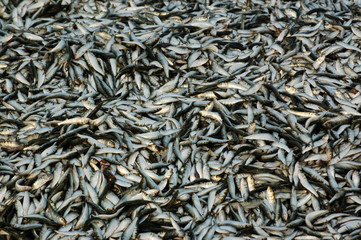 Sardine catch
