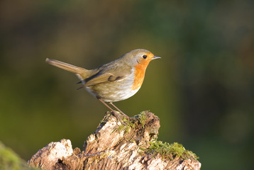 Robin on tree stump
