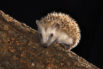 Erizo © quasarweb.es