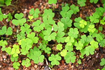 Clover leaves-Shamrock