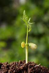 Plant growing from soil