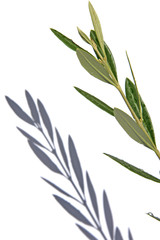 feuilles olivier fond blanc