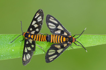 tiger moth mating in the parks
