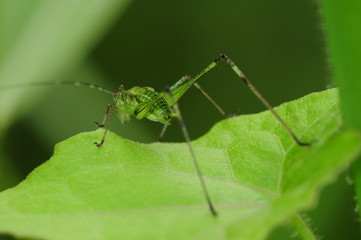 grasshopper in the parks