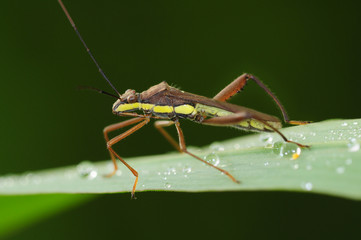 stink bug in the parks