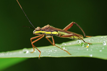stink bug in the parks
