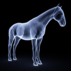horse © dimdimich
