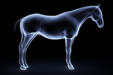 horse © dimdimich