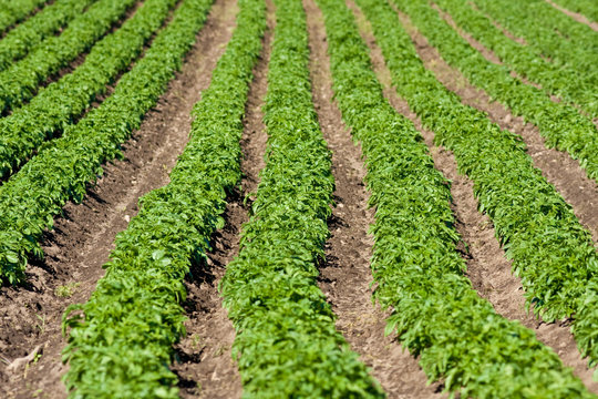 Rows of green plants