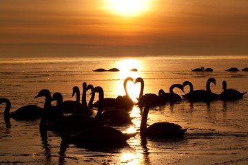 Romantic swans in the beautifull sunset