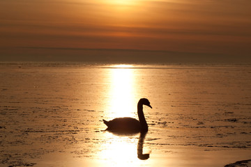Lonely swan in the beautifull sunset