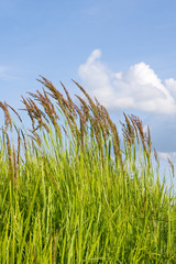 Green grass against cloudy sky, summer