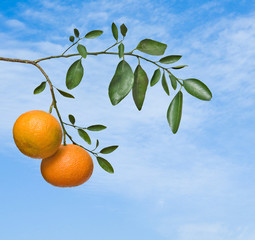 Tangerines on branch