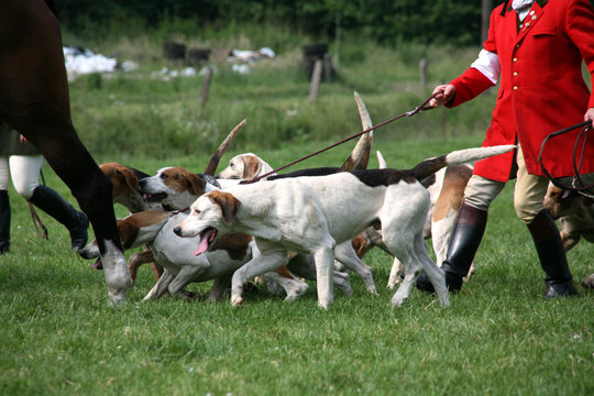 Jagdmeute