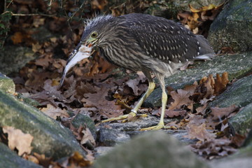 Nachtreiher (Jungtier) mit Fisch