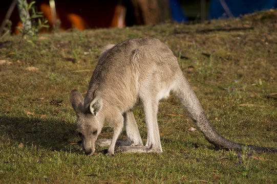 Eating kangaroo - 1