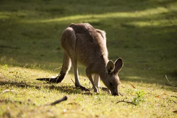Cercles muraux Kangourou Manger du kangourou