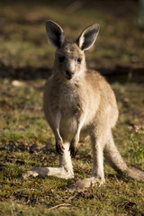 A baby-kangaroo