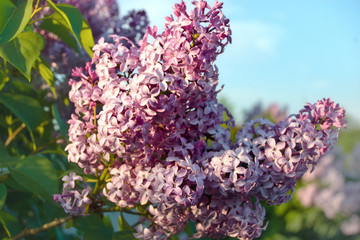 Lilac branch with inflorescences during the flowering