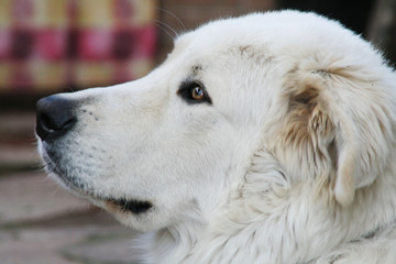 White dog