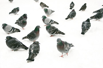 Group of pigeons on snow