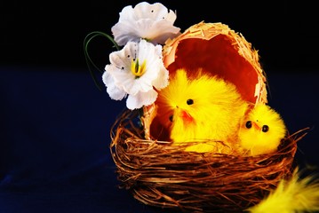 Easter chickens in a basket © AS