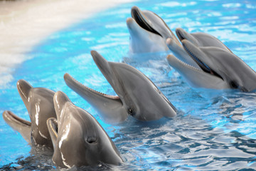 Delfine © Stefan Richter