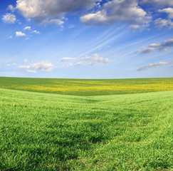 green grass and blue sky
