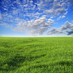 green grass and blue sky