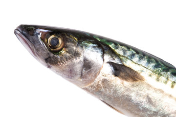 mackerel on white background