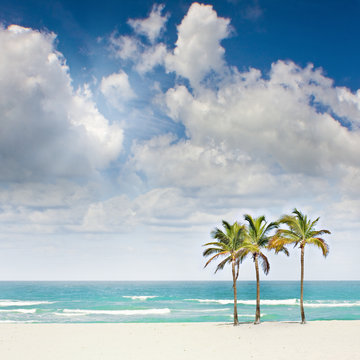 Tropical beach paradise with palm trees in Miami Florida