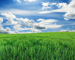 green grass and blue sky