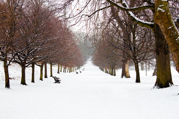 Fototapeta premium A path between trees covered in deep snow