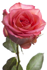 Rose #1