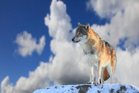 Wolf