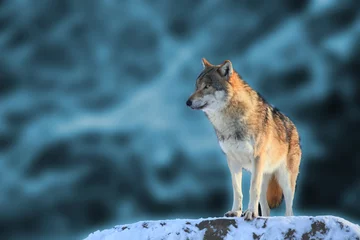 Acrylic prints Wolf Wolf