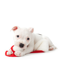 Fototapeta premium Puppy with santa hat