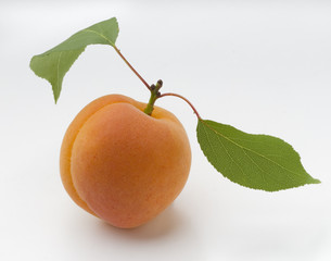 apricot