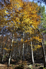 bosco foresta autunno foglie
