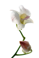 Naklejka na ściany i meble Blooming white orchids flower isolated on white background