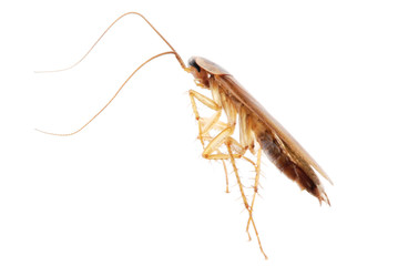 cockroach isolated