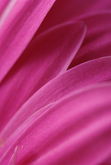 Fototapeta na wymiar Macro background of beautiful gerbera flower petals