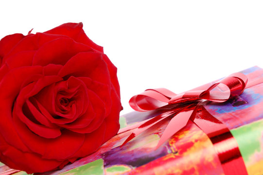 red rose