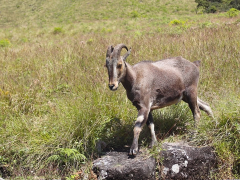 Nilgiri Tahr